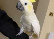 sulphur-crested-cockatoo-for-sale-606b26d59e94b