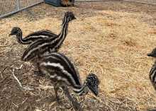 A little emu update.  It’s been 4 weeks already!  Holy guacamole they grow fast.  They are standing over ...  Today they were evicted from the garage to their  own pen outside.  They can really stretch those 