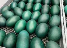 Blown Emu Eggs for Sale!   Our Emu eggs are a striking rich, dark green shell which have 7 layers. Our eg...he contents, the interior is then washed and sanitised to preserve the shell’s integrity. Perfec (1)