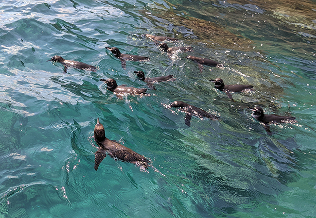 3d Stado pingwinów dookoła nas Galapagos