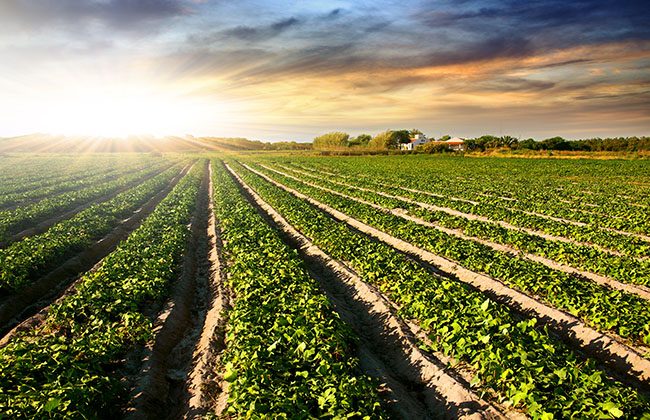 Cultivated land in a rural landscape at sunset