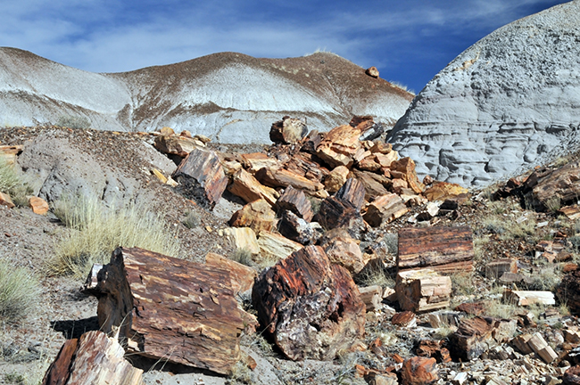 Park Narodowy Skamieniałego Lasu, cz. 2