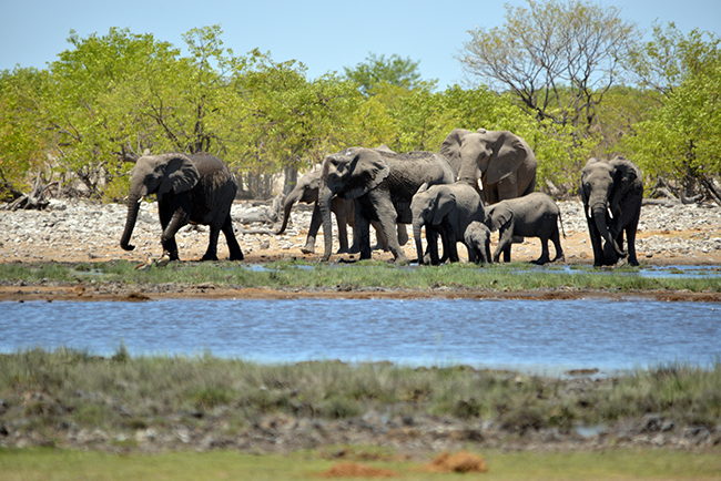 1d Słonie przy wodopoju park narodowy Etosha Namibia