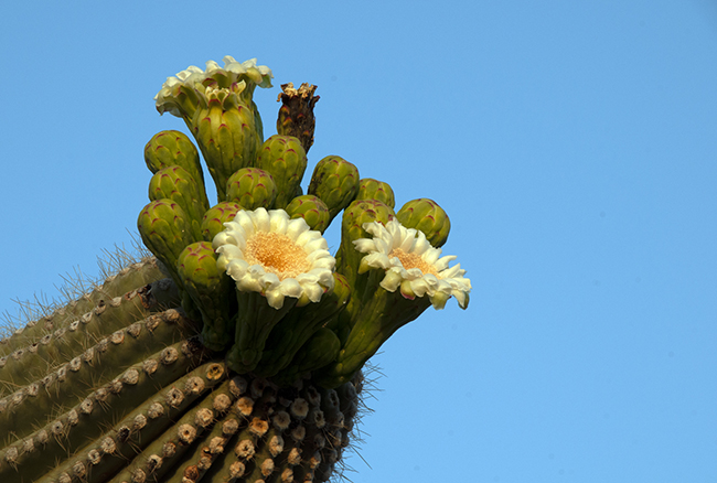 34d Kwiat kaktusa saguaro