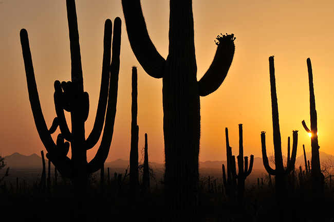 34e Kaktusy saguaro