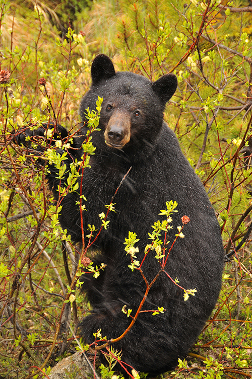 48u1 Niedźwiedzica czarna