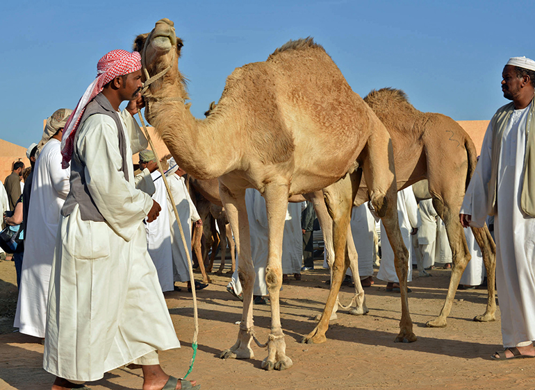 4e EMIRAT ABU DHABI 2024 Na targu wielbłądów