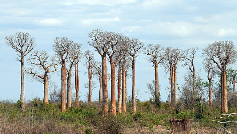 5e Baobaby z gatunku Za fryzjer ten sam ale czupryna inna Madagaskar a