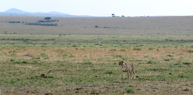 4h Gepard na sawannie Masai Mara Kenia