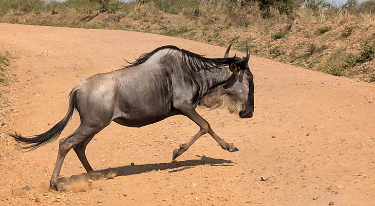 6b Antylopa gnu przebiega przez drogę Masai Mara Kenia