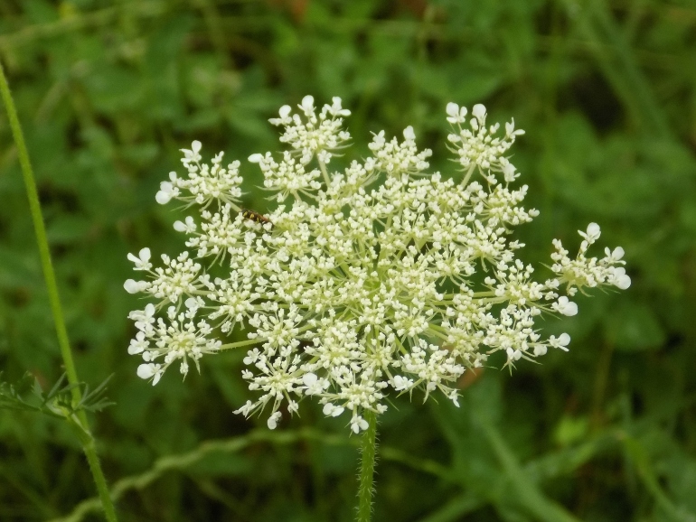 Wild carro dzika marchew 770