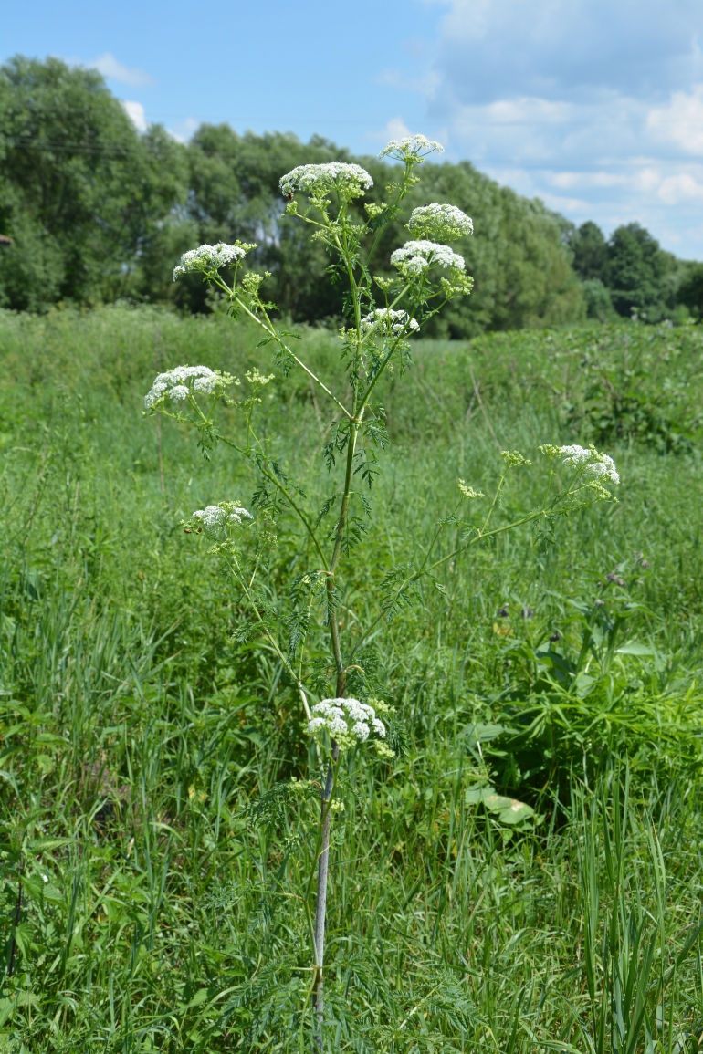 poisonous hemlock large pic