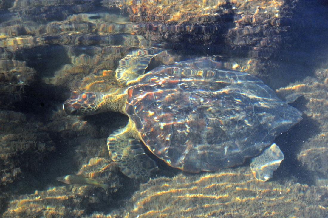 GALAPAGOS Dziennik Pisany Kolorami Cz 5