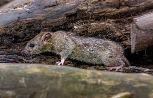 Chicago traci tytuł „najbardziej zaszczurzonego” miasta Ameryki. Na prowadzenie wysuwa się Los Angeles